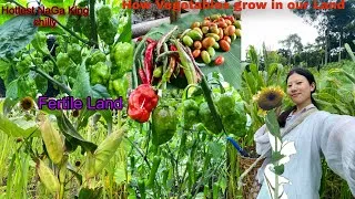 Thumbnail: How Vegetables Grow In Our Land Without Pesticides 😱 || Fertile Land (Rengma) 🌽🌶️🥒🍉
