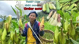 Thumbnail: Sweet Corn Harvest 🌽🌽🌽 BEAUTIFUL JHUM FARMING || NAGALAND 