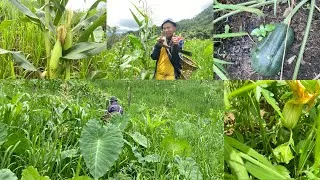 Thumbnail: Finally Harvesting Summer Organic Veggies In Our Jhum Field 🌽🥒|| RENGMA NAGA 
