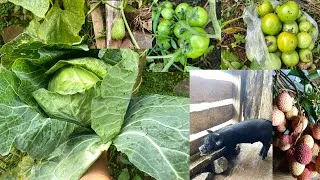 Thumbnail: Home Gardening 🍅🥒🌽 || NAGALAND 
