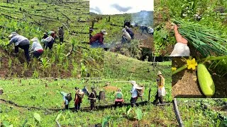 Thumbnail: ANOTHER BEAUTIFUL DAY IN JHUM FIELD || VEGETABLES STARTING TO HARVEST || NAGA GIRL 