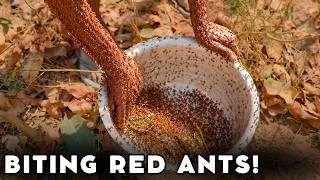 Thumbnail: Making Red-Ant Chutney in an Indian Jungle Village