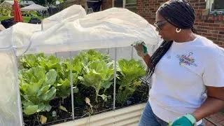 Thumbnail: Harvesting Collard Greens & Planting Crowder Peas