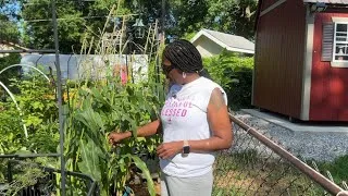 Thumbnail: Starting My Fall Plants | Protecting Sweet Corn 