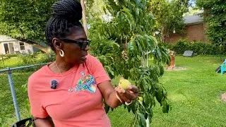Thumbnail: My Peach Tree & The Squirrels ￼!