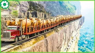 Thumbnail: Transporting 300,000 Cows This Way - China's Largest Cattle Farm - Agriculture Technology