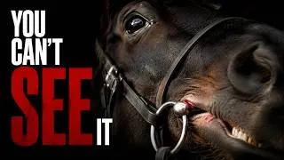Thumbnail: 10 Horse Myths, Ranked by Science