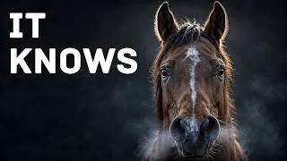 Thumbnail: Horses Can Smell Your Fear: It's Their Most Useless Ability