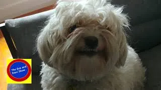 Thumbnail: Aaargh! Watch out! Our grumpy Maltese dog is ready to attack!