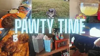 Thumbnail: The Cats' 5th Birthday PAWTY: CINCO DE MEOW-O