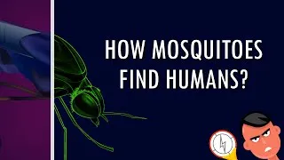 Thumbnail: How Mosquitoes Find Humans