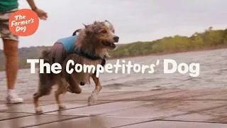 Thumbnail: The Farmer's Dog Real Stories: The Competitors' Dog