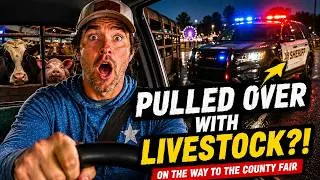 Thumbnail: Pulled Over While Hauling Farm Animals To The County Fair