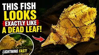 Thumbnail: The Predator That Pretends to Be a Leaf