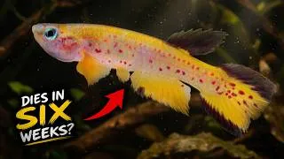 Thumbnail: The Most Beautiful Fish that DIES IN WEEKS! (But most of these live awhile)
