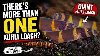 Thumbnail: You’ve Been Buying the Wrong Kuhli Loach!