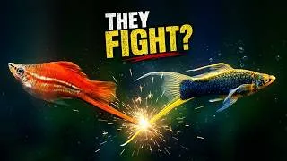 Thumbnail: Swordtail Fish: The Beautiful Fish That Used to Fight