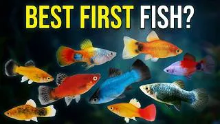 Thumbnail: Platy Fish Explained: Care, Breeding, Colors & Why They’re Perfect for Beginners!
