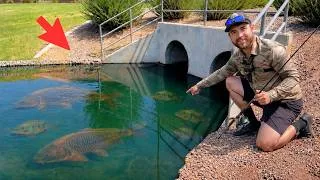 Thumbnail: I Found Fish in a Spot Nobody Would Ever Try!