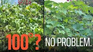 Thumbnail: The Summer Setup That Made My Garden Heat Proof