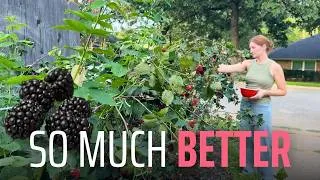 Thumbnail: How I Finally Tamed My Blackberry Patch | Simple Trellis Build