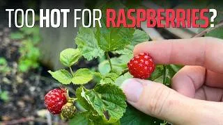 Thumbnail: Think You Can't Grow Raspberries? Try This One