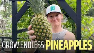 Thumbnail: Grow Endless Pineapples from One Grocery Store Fruit (Part 1)