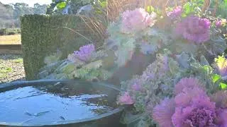 Thumbnail: Time-lapse thaw-response in ornamental kale