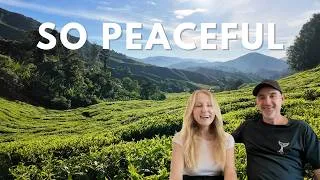 Thumbnail: Our First 48 Hours in the Cameron Highlands | Malaysia's Most Peaceful Escape