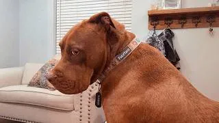 Thumbnail: Pitbull Throws The Biggest Tantrum Ever When Grandma Says No