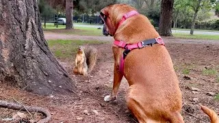 Thumbnail: Lonely shelter dog growled at everyone - until a squirrel touched her paw