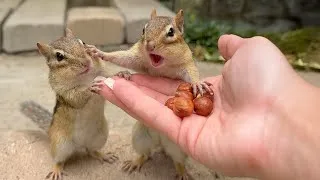 Thumbnail: Jealous chipmunk freaks out when other chipmunk get snacks