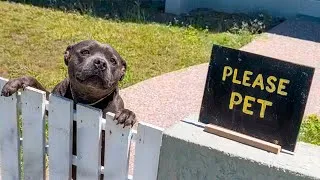 Thumbnail: Pit bull waits at fence every day hoping for gentle pats