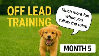 Thumbnail: 5 Month Old Golden Retriever  Off Lead Training & Real Talk on Recall Safety