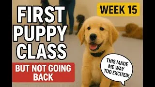 Thumbnail: Golden Retriever Puppy Training Week 15  First Puppy Class Experience (But We’re Not Going Back)