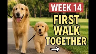 Thumbnail: Training Recall with Distractions Golden Retriever Puppy Week 14 Progress