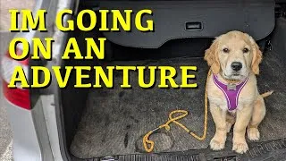 Thumbnail: The Hardest Week Yet… 13 Week Old Golden Retriever Training
