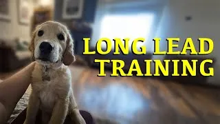 Thumbnail: Takoda’s First Adventures Outside  Life With a 12 Week Old Golden Retriever