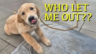 Thumbnail: Golden Retriever Puppy First Walk in Town Training, Socialization & Real Life Lessons Week 11