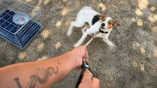 Thumbnail: This Completely Terrified Rescue Refused to Move… I Had No Choice