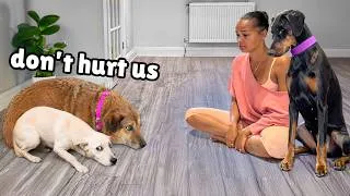 Thumbnail: These Terrified Rescues Needed Help.. My Wife & Doberman Stepped Up