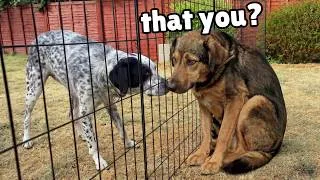 Thumbnail: Watch the Moment this Completely Shutdown Rescue Reunites With His Sister