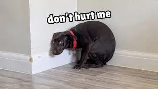Thumbnail: I Almost Gave Up on This Rescue Dog... Then Everything Changed