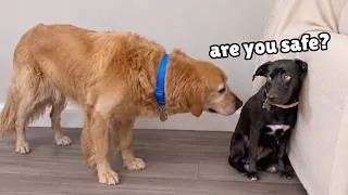 Thumbnail: Golden Retriever Meets Rescue Puppy Who's Been Scared Her Whole Life