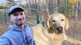 Thumbnail: Fencing Dogs with Cattle and Corral Panels