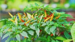 Thumbnail: Keep Veg Alive Till November