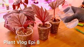 Thumbnail: Silent Plant Vlog Epi.08 | Wait until you see what I got! 👀🌿 Hoya haul, repotting & propagating 💚