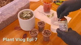 Thumbnail: Silent Plant Vlog Epi.7 | I’m Propagating My Most Expensive Hoya! 😱
