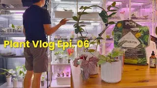 Thumbnail: Silent Plant Vlog Epi.6 | Rare Plant Haul | Unboxing Rare Hoyas, Repotting, Propagation & Plant Mail