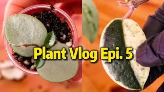 Thumbnail: Silent Plant Vlog Ep.5 | Big Plant Unboxing, Hoya Propagation & Alocasia Corms 🌿